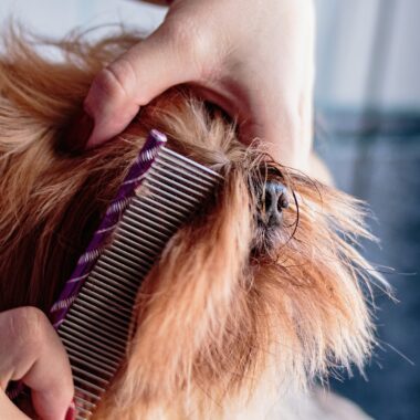 Caring for your dog after a clip off