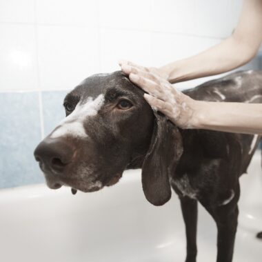 Why is Dog Grooming Important?