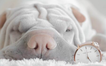 Why is Dog Grooming Important?