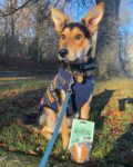 Pure-Salmon-Training-Treats-For-Dogs-1-x-85g-891585.jpg