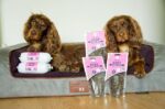 traiaing-treat-beef-1-317493.jpg