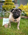 Pure-Salmon-Training-Treats-For-Dogs-1-x-85g-891585.jpg