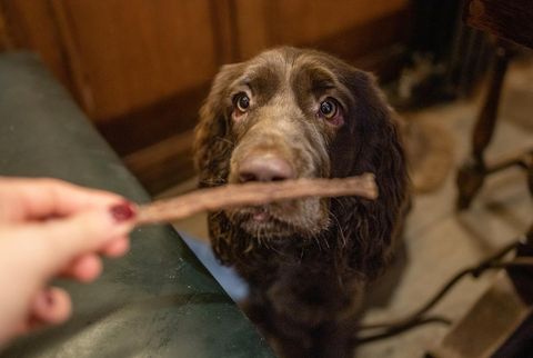 JR Pet Pure Turkey Sticks shown loose out of the pack