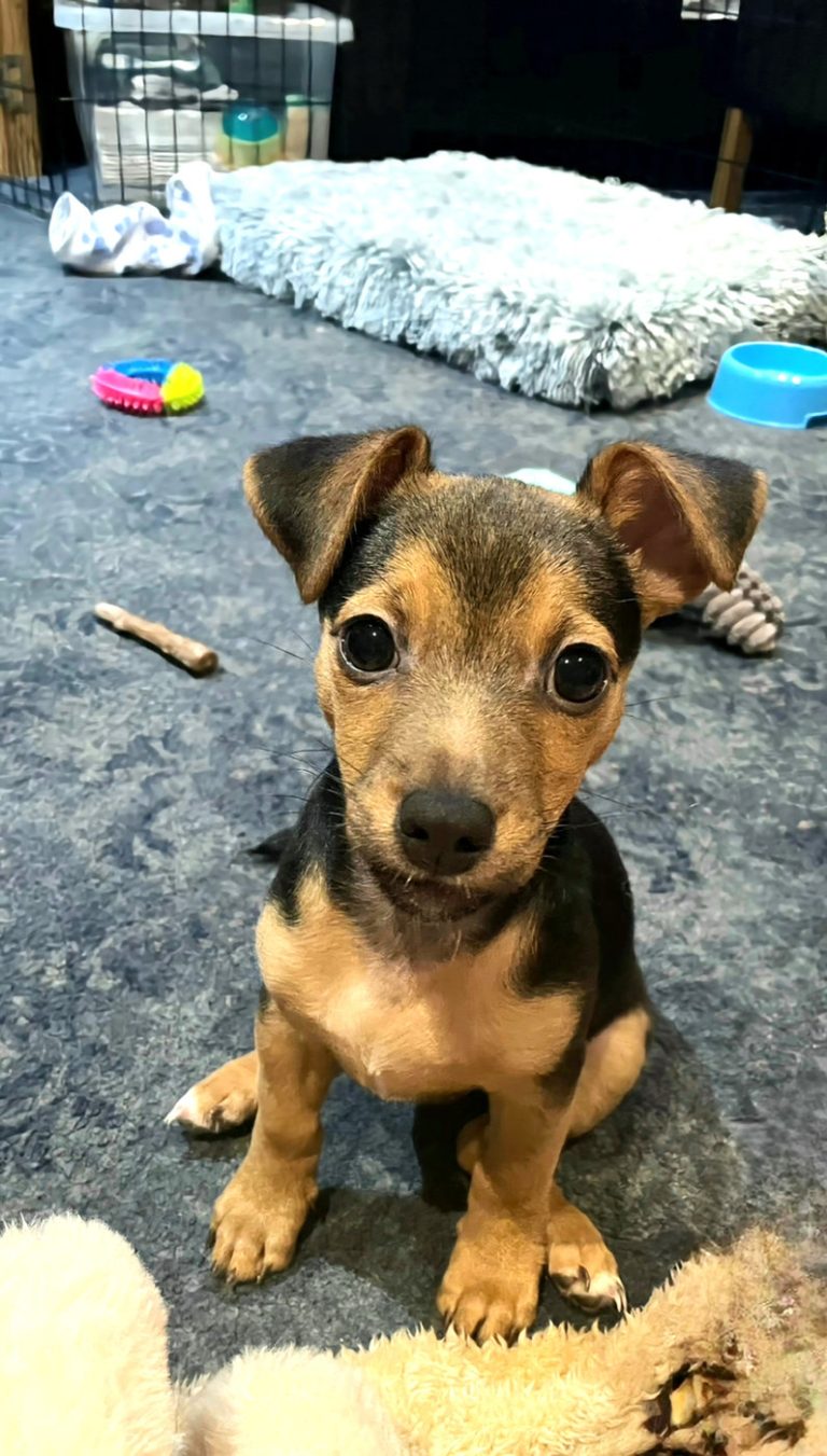Black and tan puppy sitting on a rug looking up at the camera
