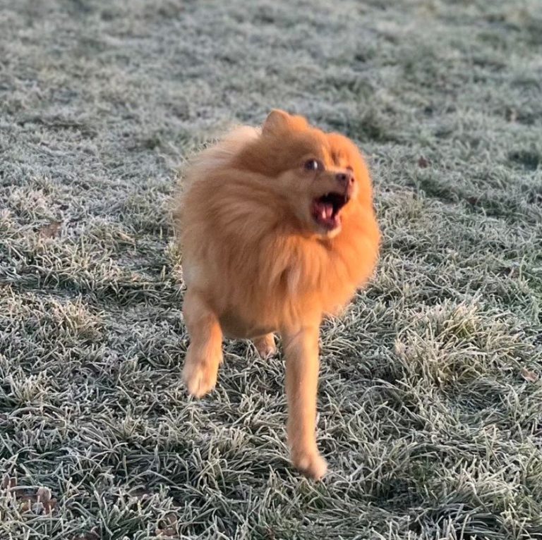 Pomeranian running across frosty grass, mouth open mid-bark